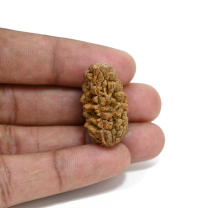 1 mukhi kaju shape Indian Rudraksha 28.61 M.M.
