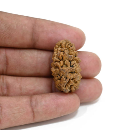 1 mukhi kaju shape Indian Rudraksha 28.61 M.M.