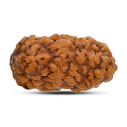 1 mukhi kaju shape Indian Rudraksha 27.46 M.M.