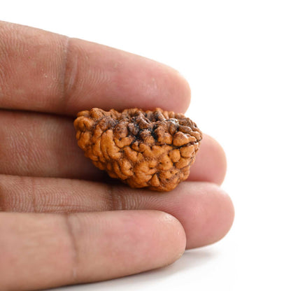 1 mukhi kaju shape Indian Rudraksha 27.46 M.M.