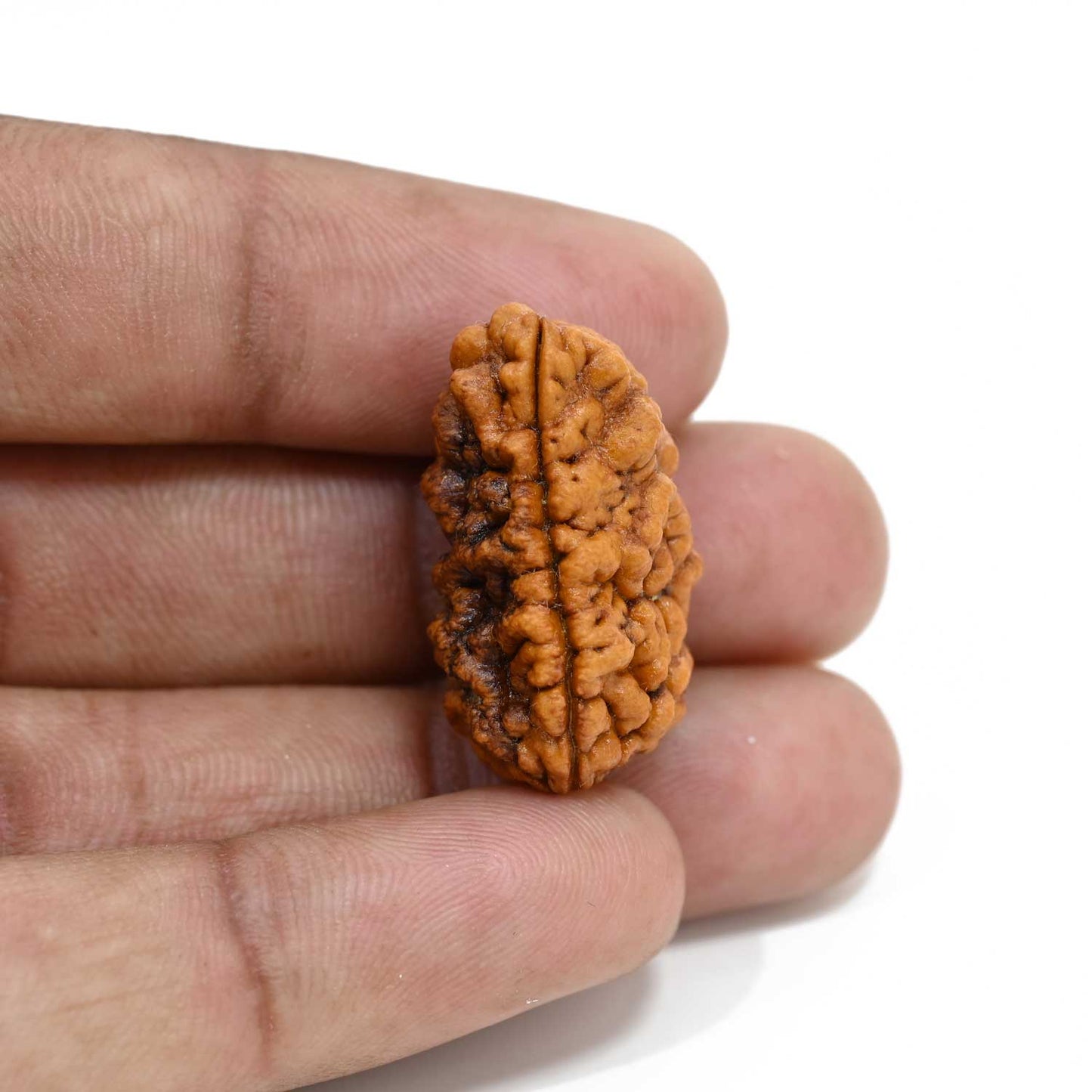 1 mukhi kaju shape Indian Rudraksha 27.46 M.M.