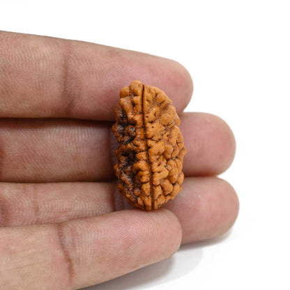 1 mukhi kaju shape Indian Rudraksha 27.46 M.M.