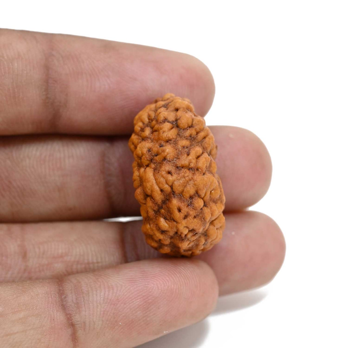 1 mukhi kaju shape Indian Rudraksha 27.46 M.M.