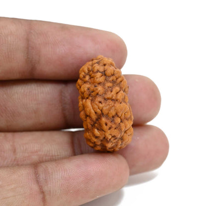 1 mukhi kaju shape Indian Rudraksha 27.46 M.M.