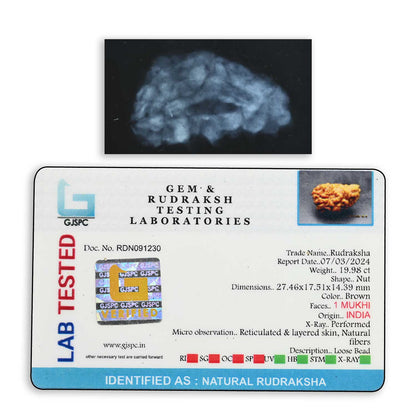 1 mukhi kaju shape Indian Rudraksha 27.46 M.M.
