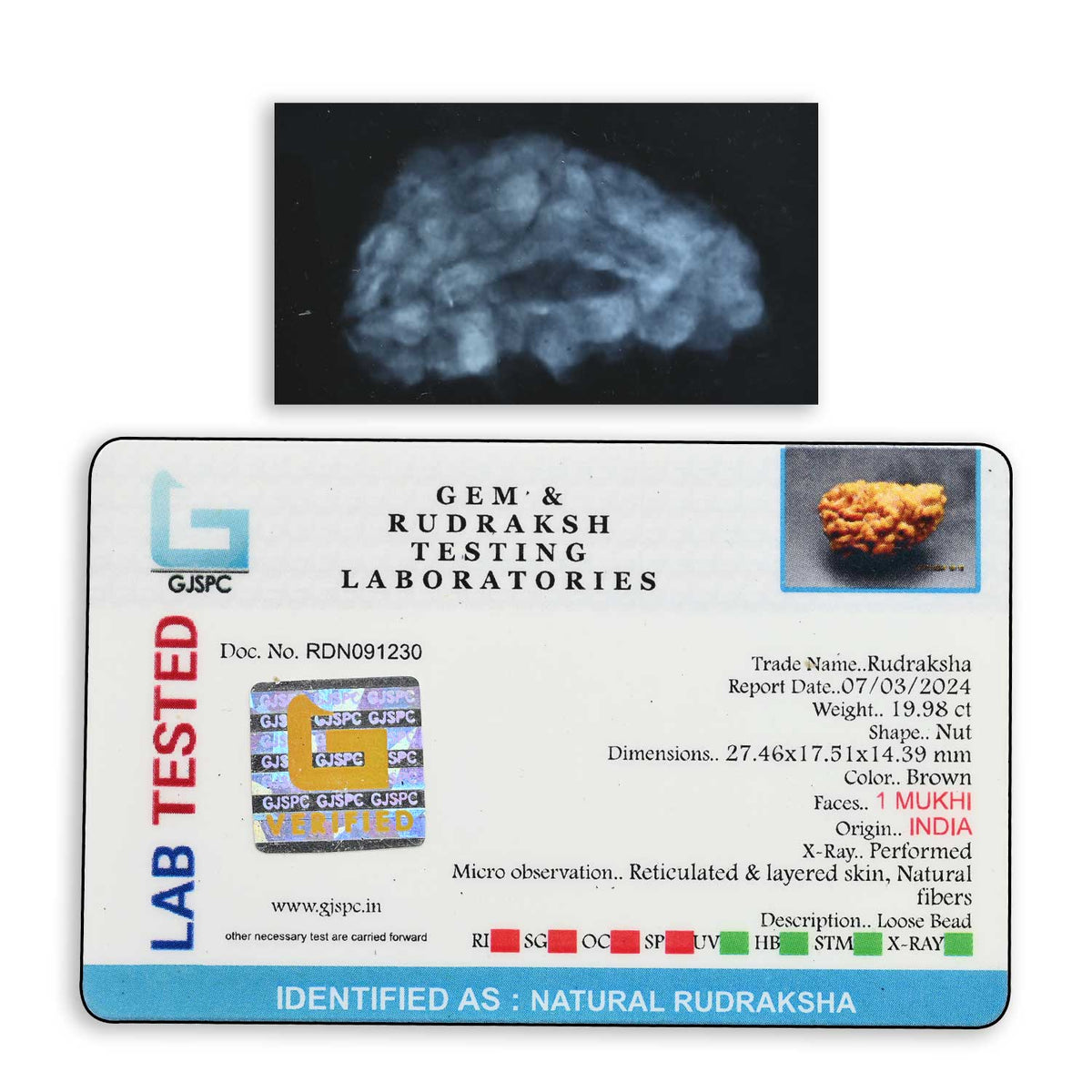 1 mukhi kaju shape Indian Rudraksha 27.46 M.M.