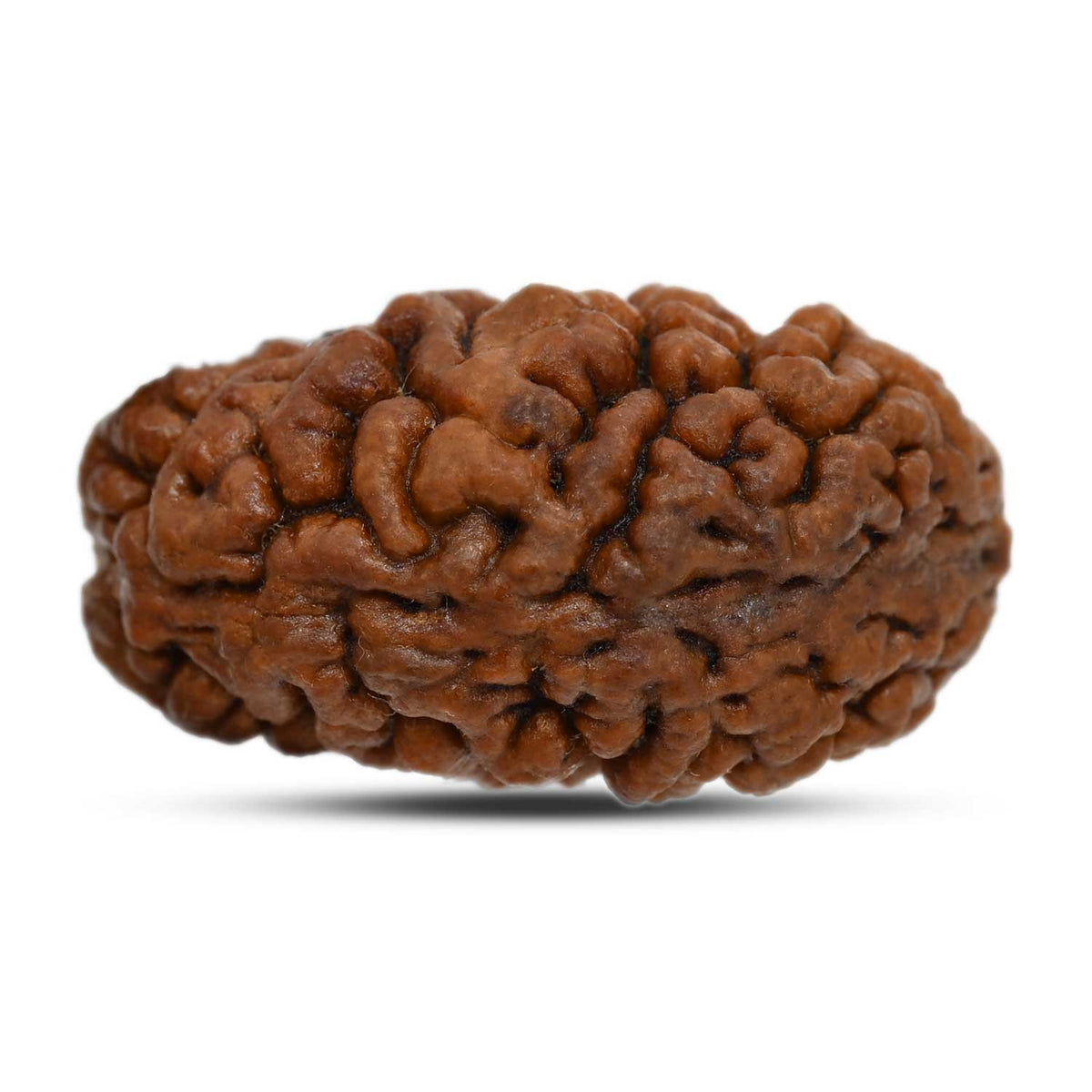 1 mukhi kaju shape Indian Rudraksha 30.86 M.M.