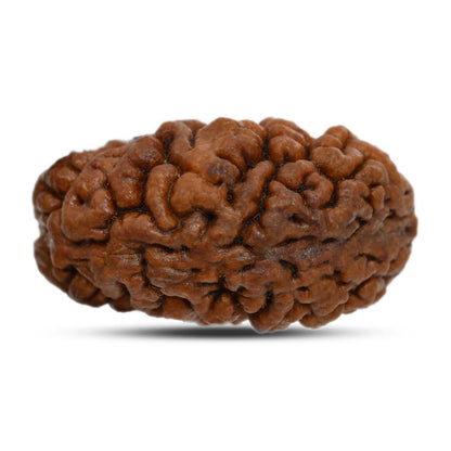 1 mukhi kaju shape Indian Rudraksha 30.86 M.M.