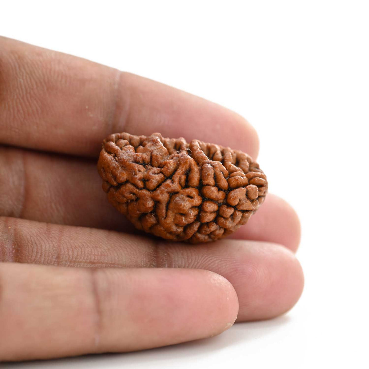 1 mukhi kaju shape Indian Rudraksha 30.86 M.M.