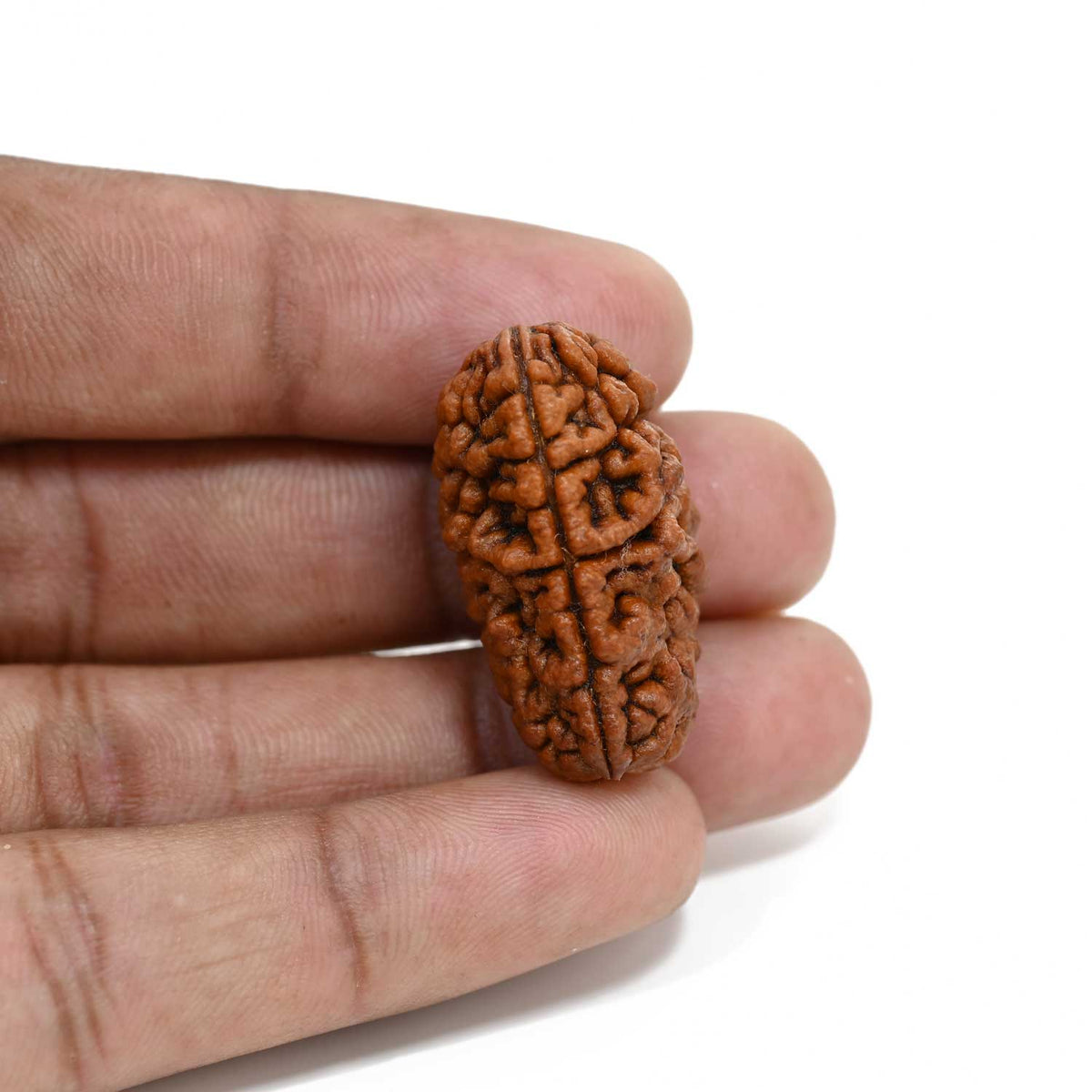 1 mukhi kaju shape Indian Rudraksha 30.86 M.M.