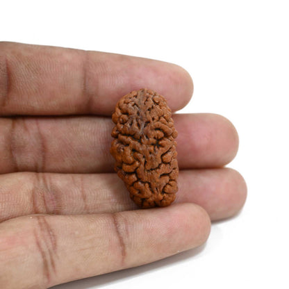 1 mukhi kaju shape Indian Rudraksha 30.86 M.M.