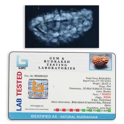 1 mukhi kaju shape Indian Rudraksha 30.86 M.M.