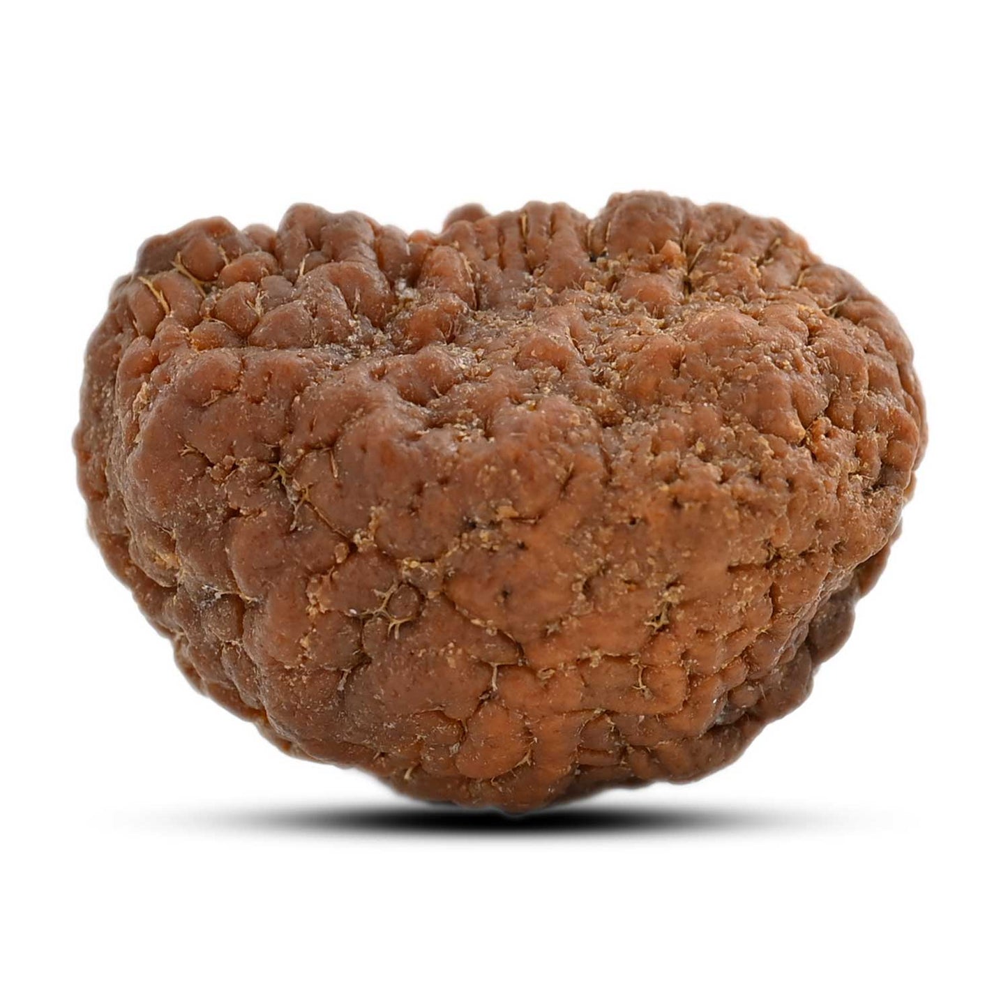 1 mukhi kaju shape Indian Rudraksha 30.52 M.M.