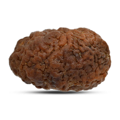 1 mukhi kaju shape Indian Rudraksha 30.52 M.M.