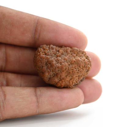 1 mukhi kaju shape Indian Rudraksha 30.52 M.M.