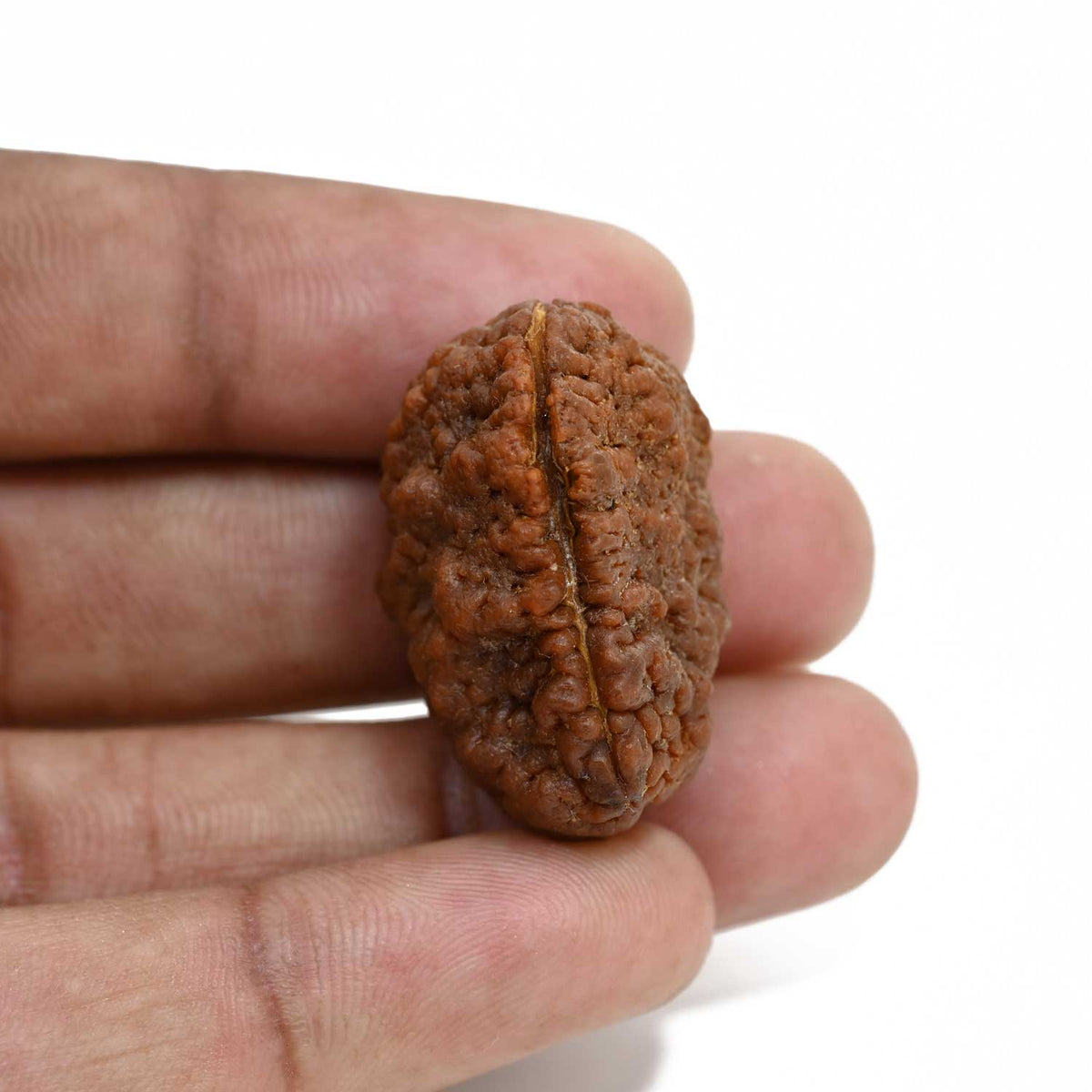 1 mukhi kaju shape Indian Rudraksha 30.52 M.M.