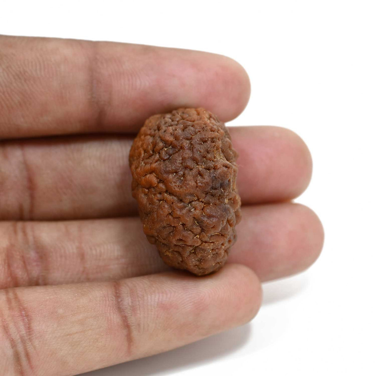 1 mukhi kaju shape Indian Rudraksha 30.52 M.M.