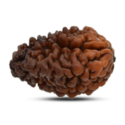 1 mukhi kaju shape Indian Rudraksha 30.1 M.M.