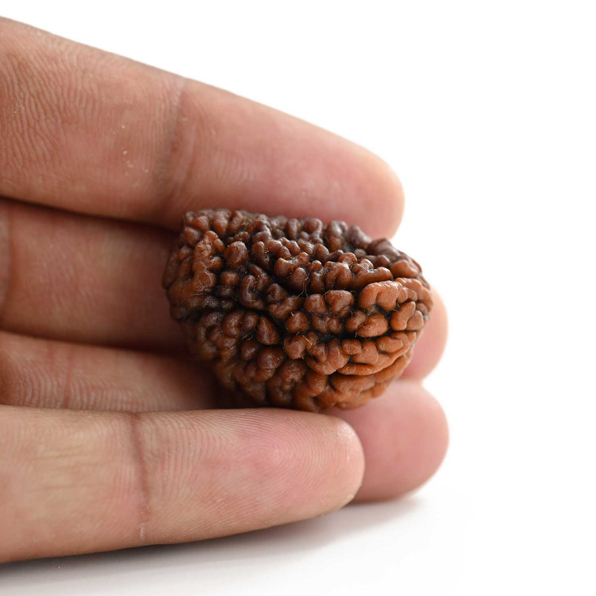 1 mukhi kaju shape Indian Rudraksha 30.1 M.M.