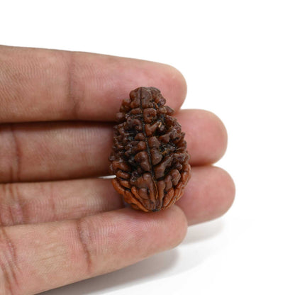 1 mukhi kaju shape Indian Rudraksha 30.1 M.M.