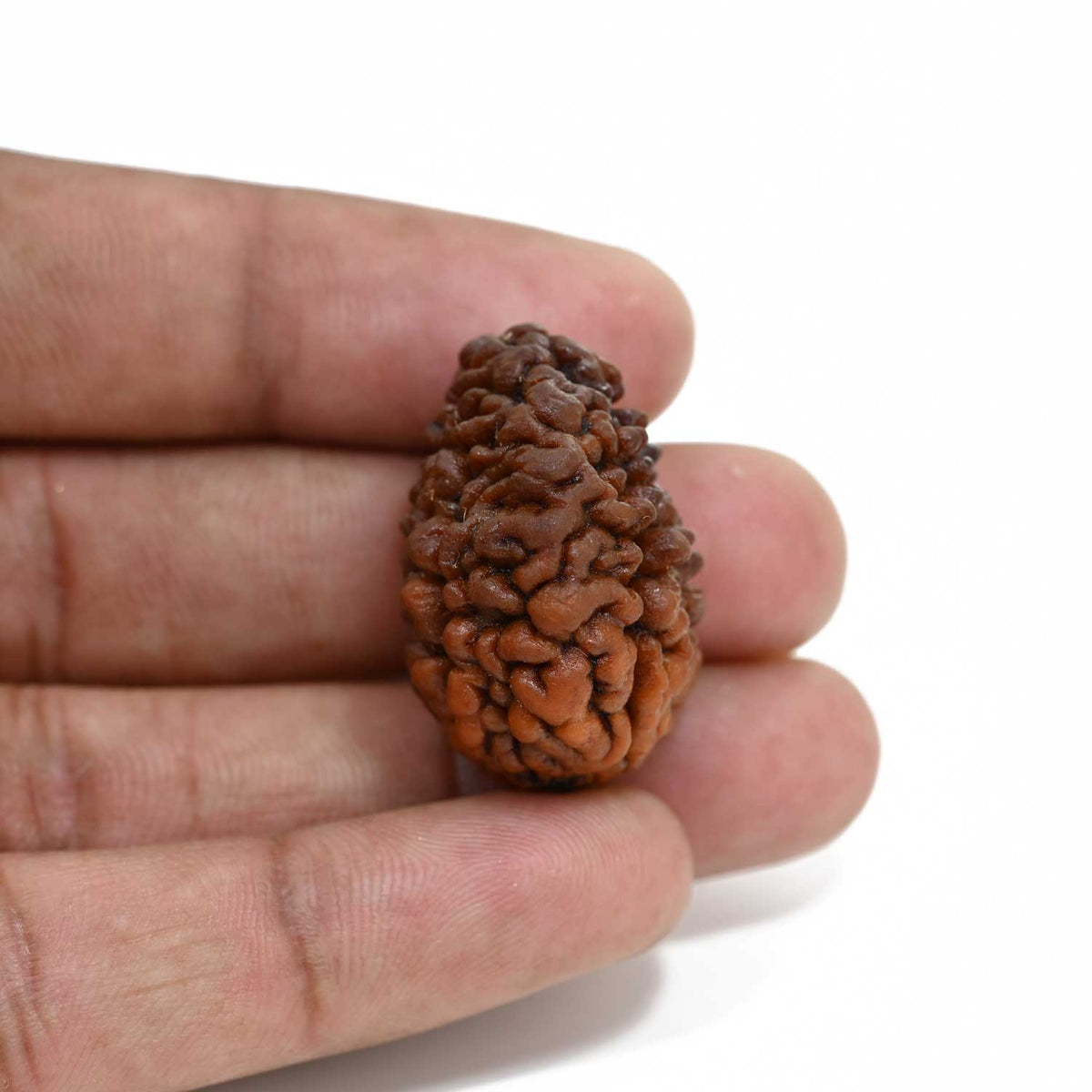 1 mukhi kaju shape Indian Rudraksha 30.1 M.M.