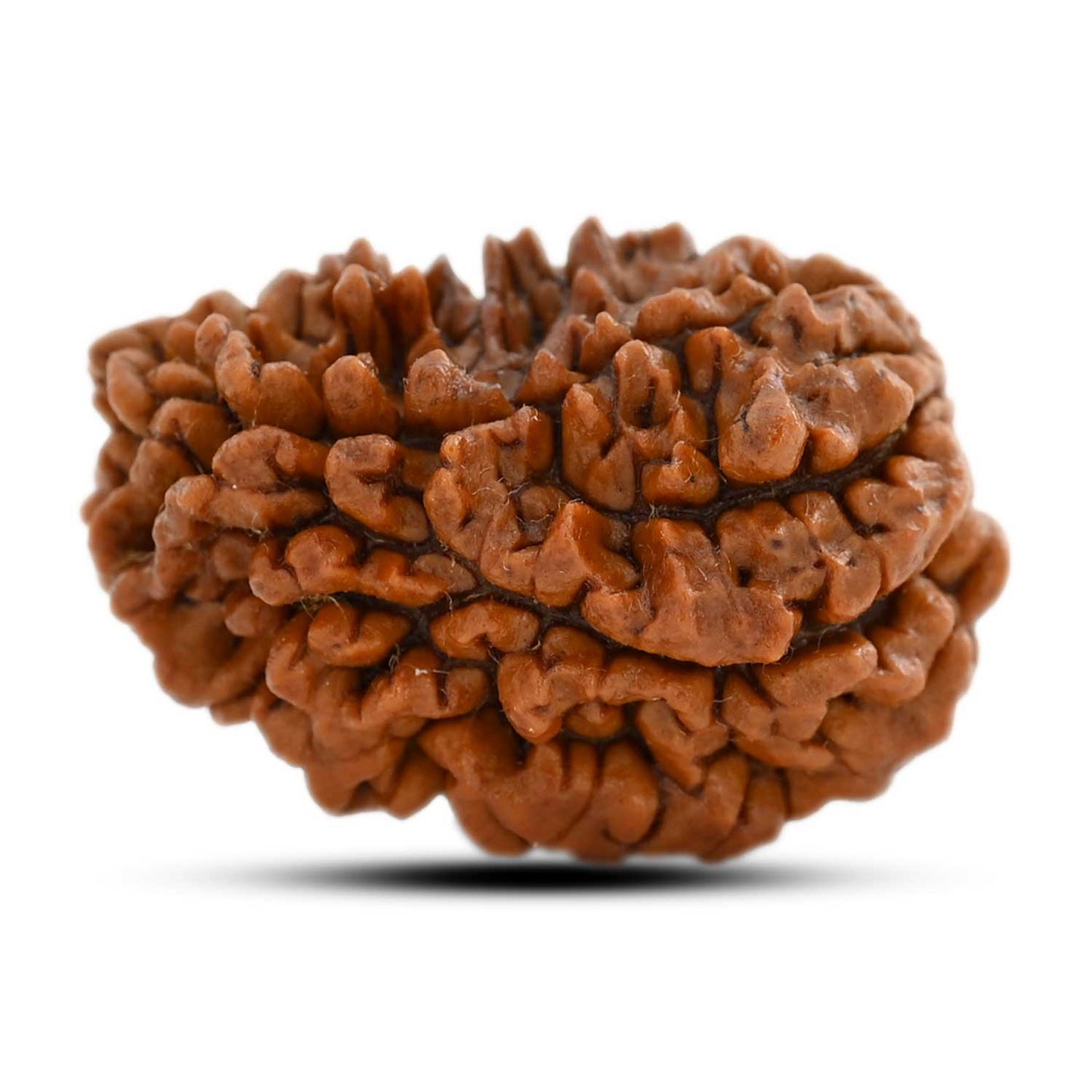 1 mukhi kaju shape Indian Rudraksha 30.52 M.M.