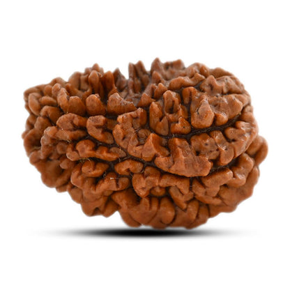 1 mukhi kaju shape Indian Rudraksha 30.52 M.M.