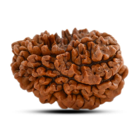 1 mukhi kaju shape Indian Rudraksha 30.52 M.M.