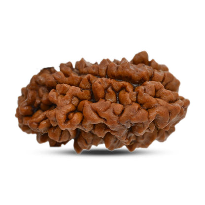 1 mukhi kaju shape Indian Rudraksha 30.52 M.M.
