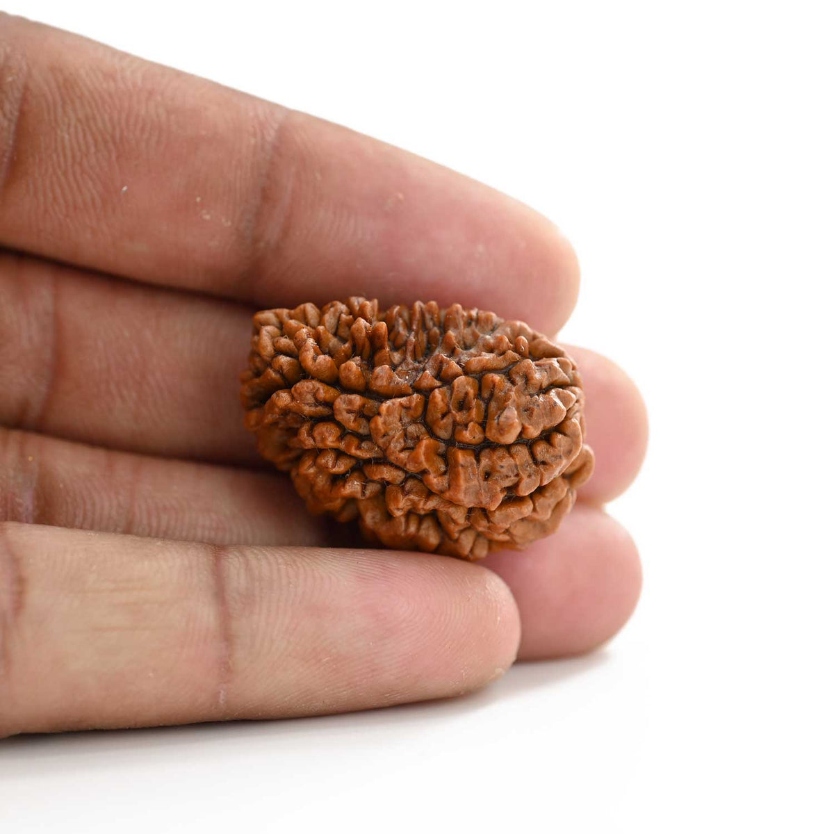 1 mukhi kaju shape Indian Rudraksha 30.52 M.M.