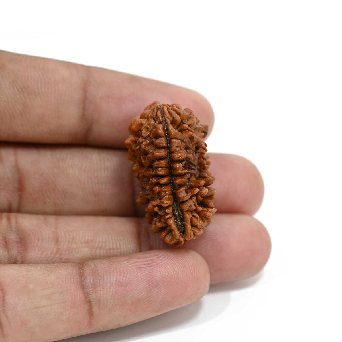 1 mukhi kaju shape Indian Rudraksha 30.52 M.M.