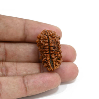 1 mukhi kaju shape Indian Rudraksha 30.52 M.M.