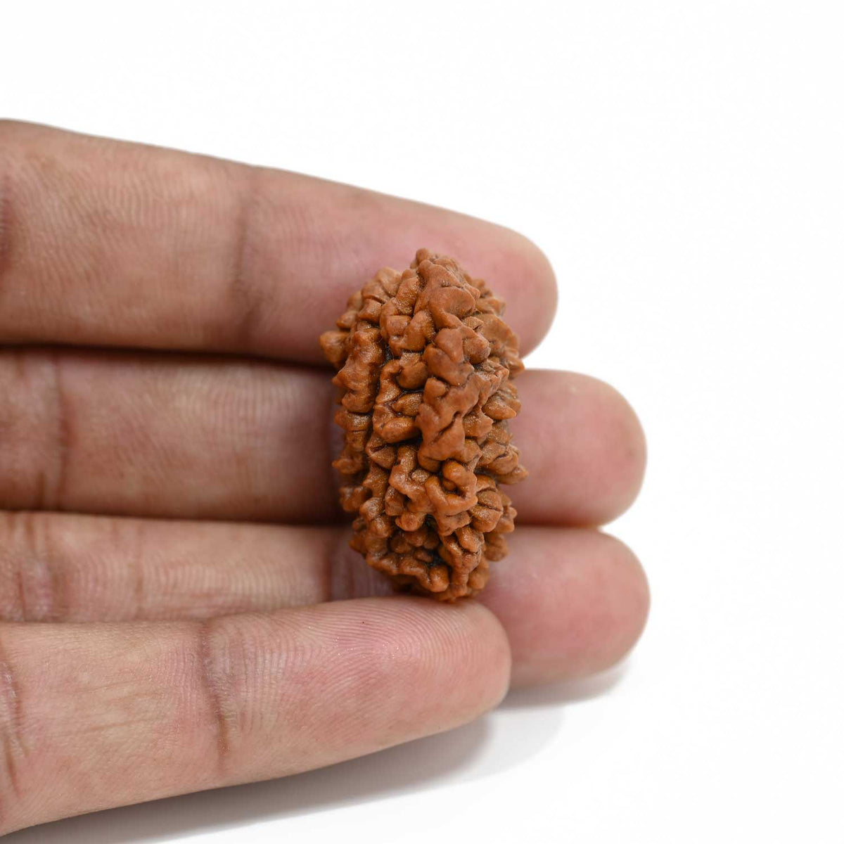 1 mukhi kaju shape Indian Rudraksha 30.52 M.M.