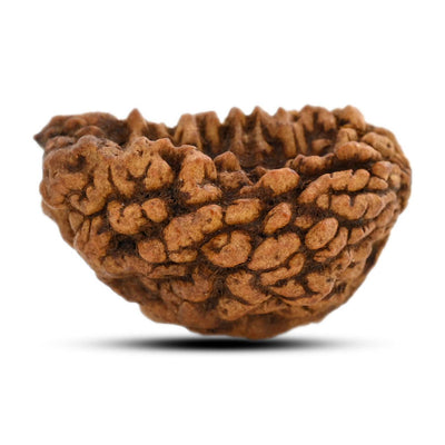 1 mukhi kaju shape Indian Rudraksha 34.68 M.M.