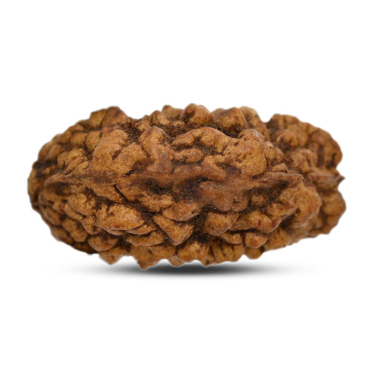 1 mukhi kaju shape Indian Rudraksha 34.68 M.M.