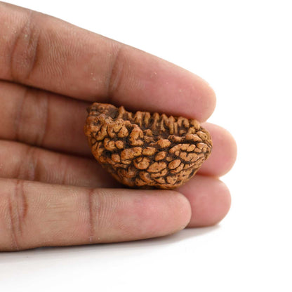 1 mukhi kaju shape Indian Rudraksha 34.68 M.M.