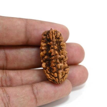 1 mukhi kaju shape Indian Rudraksha 34.68 M.M.