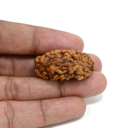 1 mukhi kaju shape Indian Rudraksha 34.68 M.M.