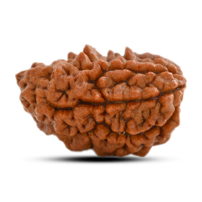 1 mukhi kaju shape Indian Rudraksha 30.12 M.M.