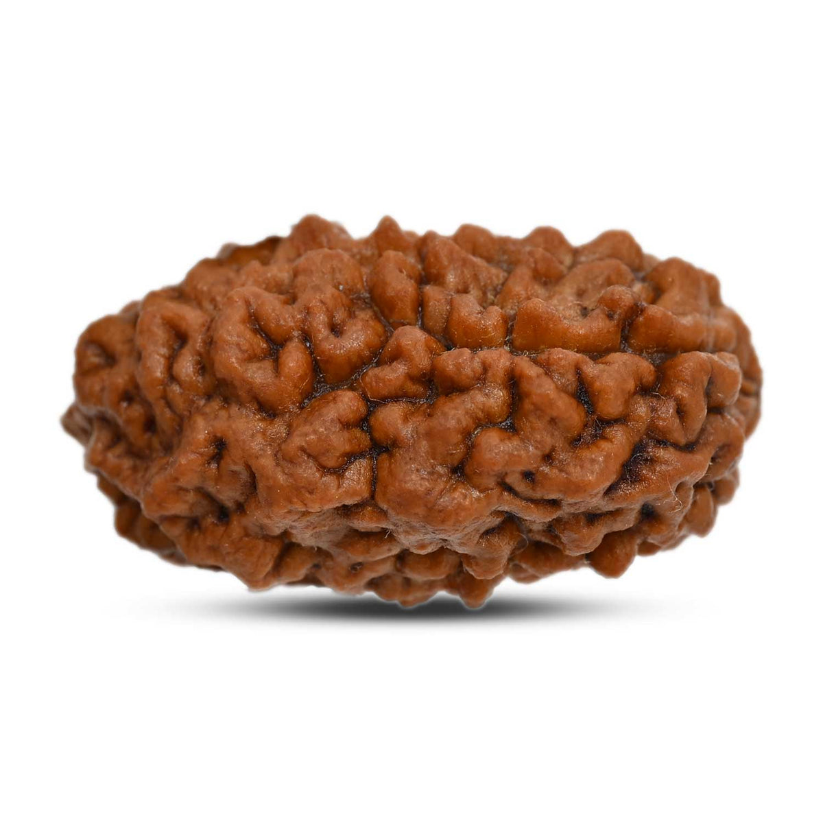 1 mukhi kaju shape Indian Rudraksha 30.12 M.M.
