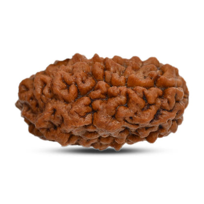 1 mukhi kaju shape Indian Rudraksha 30.12 M.M.