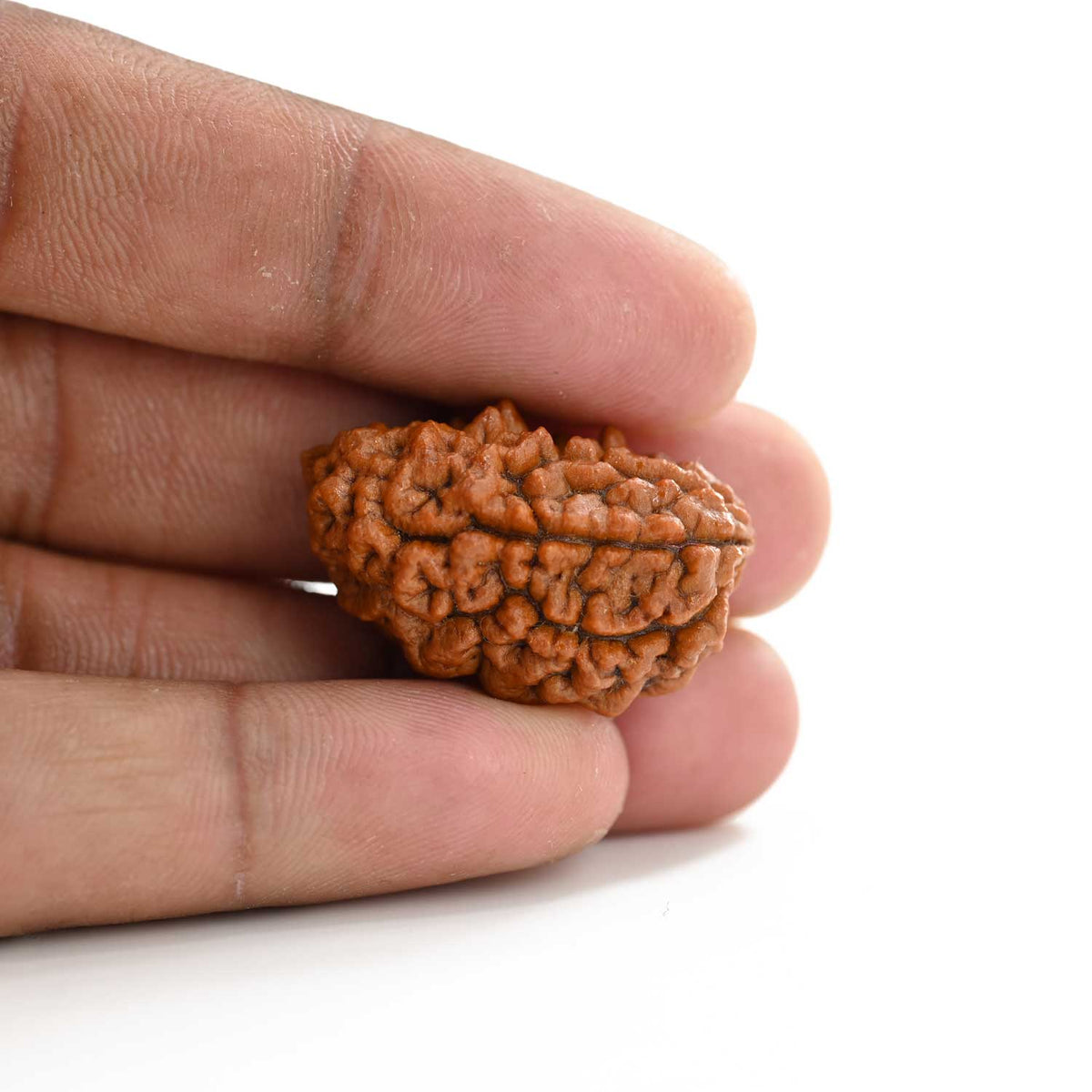 1 mukhi kaju shape Indian Rudraksha 30.12 M.M.