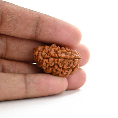 1 mukhi kaju shape Indian Rudraksha 30.12 M.M.