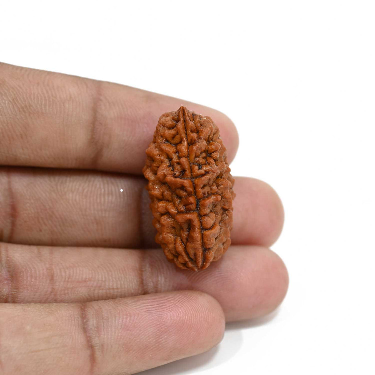1 mukhi kaju shape Indian Rudraksha 30.12 M.M.