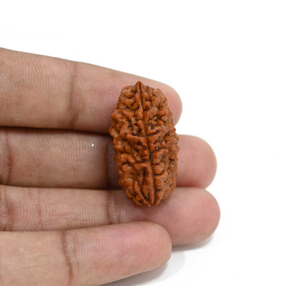 1 mukhi kaju shape Indian Rudraksha 30.12 M.M.