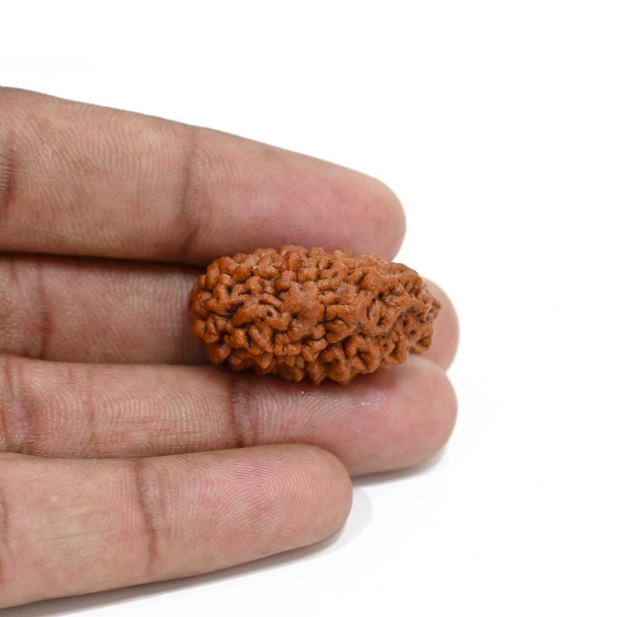 1 mukhi kaju shape Indian Rudraksha 30.12 M.M.
