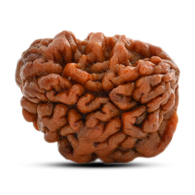 1 mukhi kaju shape Indian Rudraksha 27.07 M.M.