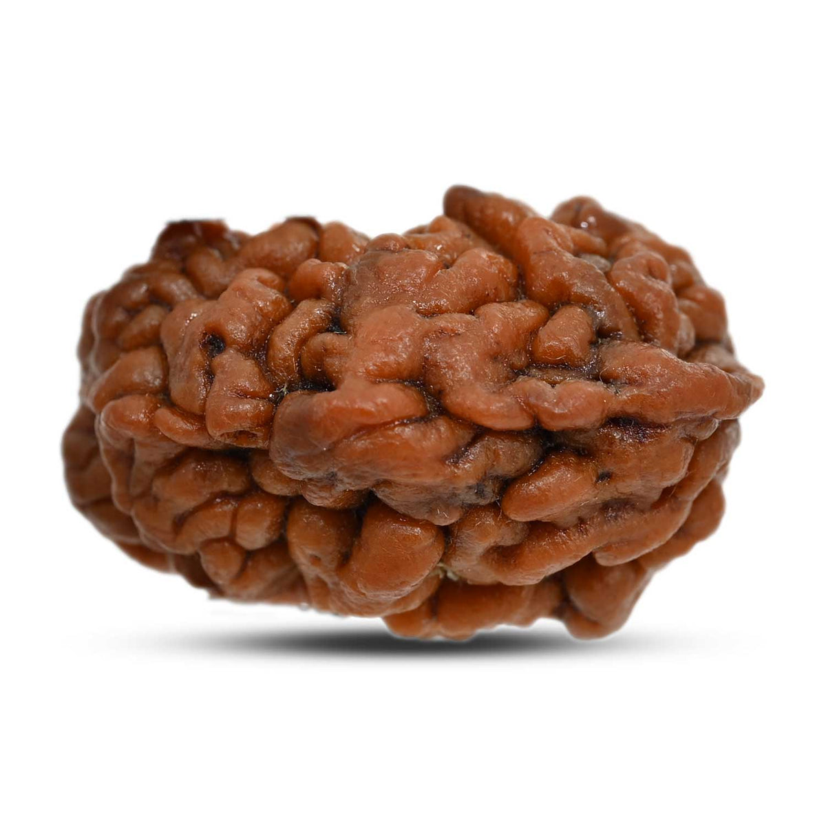 1 mukhi kaju shape Indian Rudraksha 27.07 M.M.