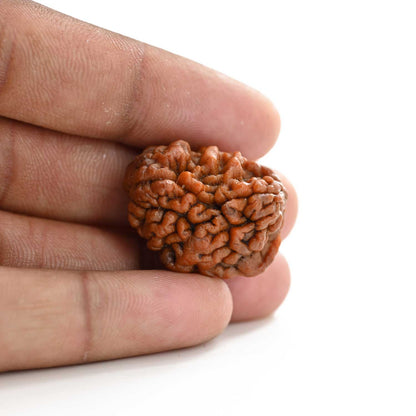 1 mukhi kaju shape Indian Rudraksha 27.07 M.M.