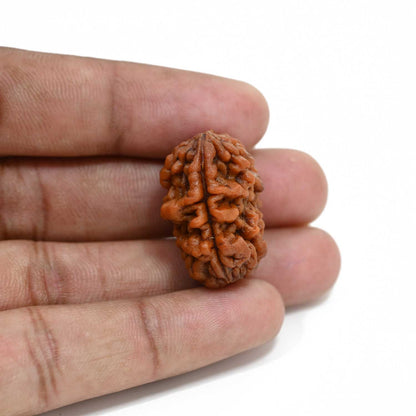 1 mukhi kaju shape Indian Rudraksha 27.07 M.M.